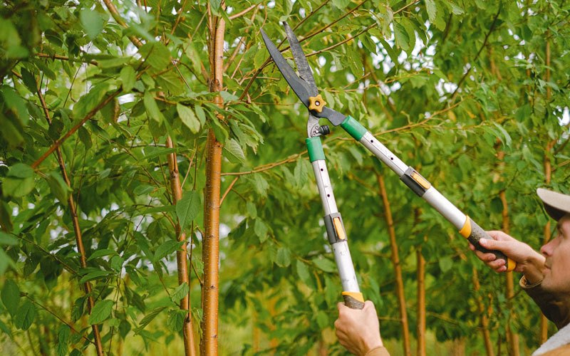 Tree trimming in Altoona, IA